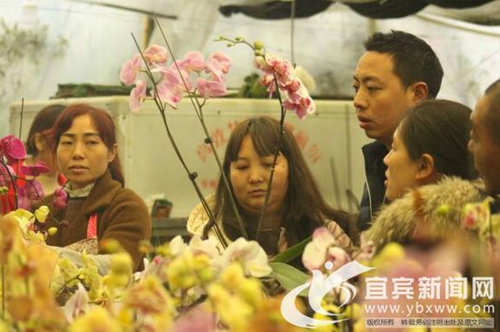 热闹庆元宵&nbsp;宜宾首届迎春花市销售近200万元(图4)