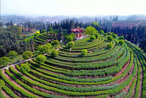 纳溪贡茶进京&nbsp;明天亮相各大媒体！(图1)