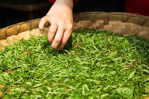 纳溪贡茶进京&nbsp;明天亮相各大媒体！(图2)