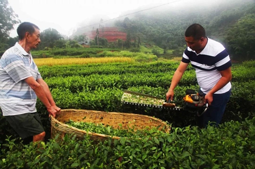 纳溪贡茶进京&nbsp;明天亮相各大媒体！(图9)