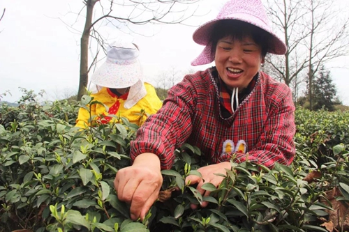 纳溪贡茶进京&nbsp;明天亮相各大媒体！(图8)