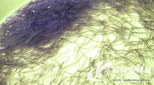 四川首批进口鳗鱼苗抵达江安&nbsp;未来将出口日本(图1)