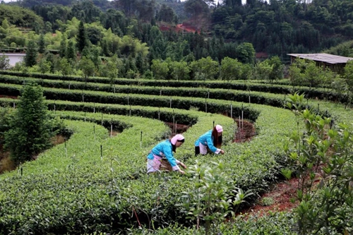 纳溪特早茶走进人民网演播厅&nbsp;引各大媒体聚焦(图13)