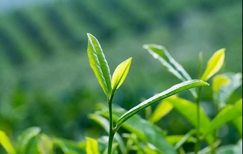 纳溪特早茶走进人民网演播厅&nbsp;引各大媒体聚焦(图15)