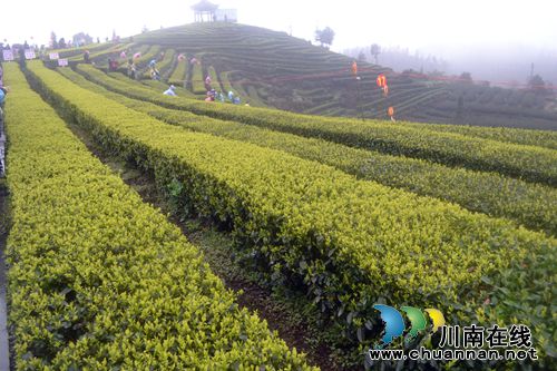 四川第七届茶叶开采活动周在纳溪开幕(图28)