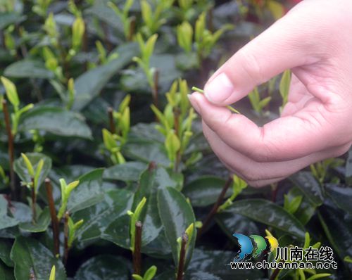 四川第七届茶叶开采活动周在纳溪开幕(图23)