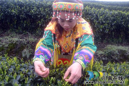 四川第七届茶叶开采活动周在纳溪开幕(图22)