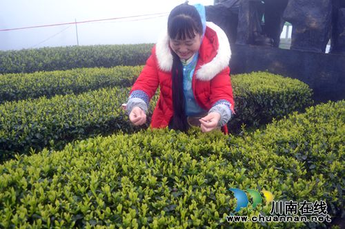 四川第七届茶叶开采活动周在纳溪开幕(图24)