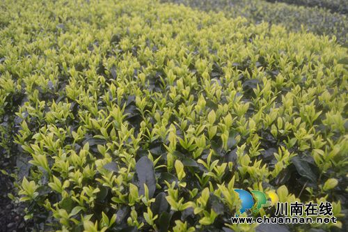 四川第七届茶叶开采活动周在纳溪开幕(图25)