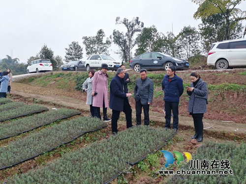 广元市农业农村局赴泸县立石镇迷迭香生产基地进行考察交流(图1)