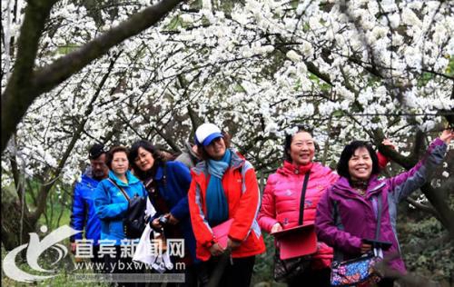 3月2日&nbsp;到宜宾高县品胜天红岩山春色赏李花雪浪(图1)
