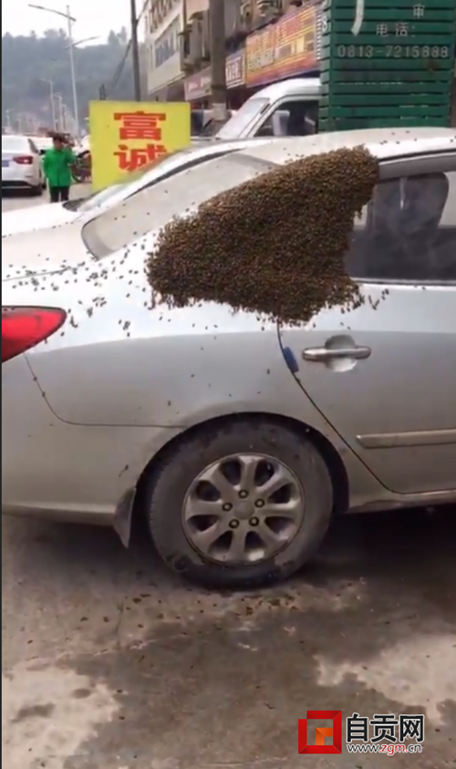 自贡：万只蜜蜂“围攻”私家车&nbsp;或因车内异香(图1)