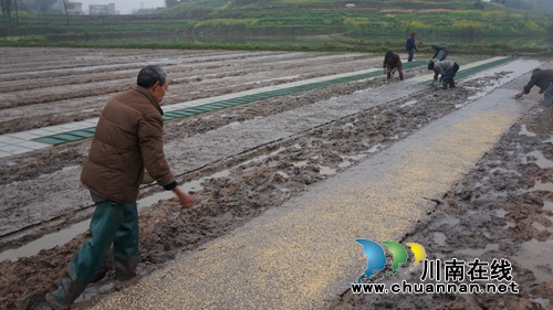 泸县春雨农机专合社播下今春第一种(图1) 泸县春雨农机专合社播下今春第一种(图1)