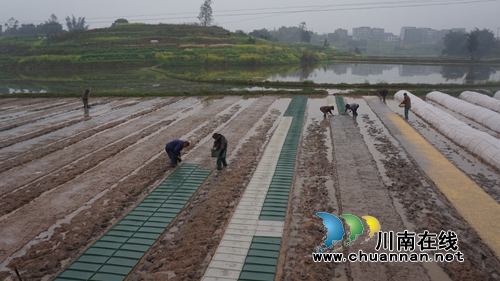 泸县春雨农机专合社播下今春第一种(图2) 泸县春雨农机专合社播下今春第一种(图2)