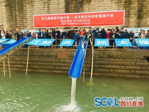 400余尾长江鲟亲本在宜宾放流长江(图2)