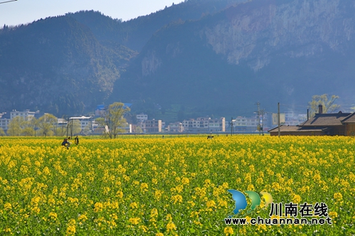 第12届古蔺双沙菜花旅游文化开放月9日开幕(图5)