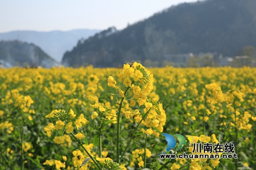 第12届古蔺双沙菜花旅游文化开放月9日开幕(图4)