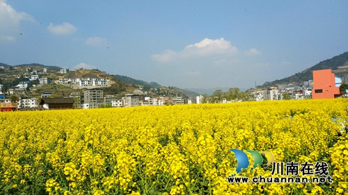 第12届古蔺双沙菜花旅游文化开放月9日开幕(图9)