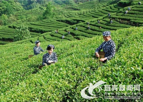 第三届国际（宜宾）茶业年会年17日至20日举行(图1)