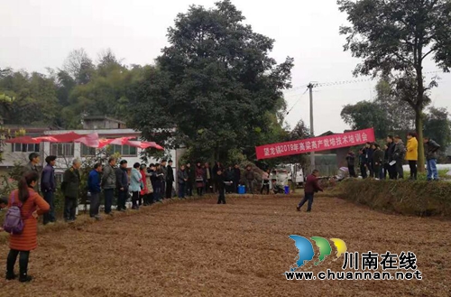 合江县望龙镇召开优质高粱育苗技术培训现场会(图1)