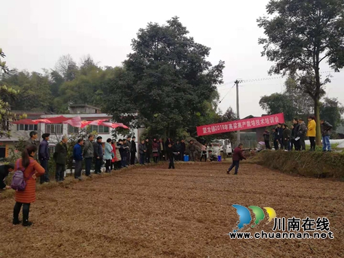 合江望龙镇召开优质高粱育苗技术培训现场会(图1)