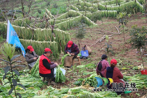 龙马潭区鱼塘街道：党员志愿服务“帮农助农”在行动(图1)