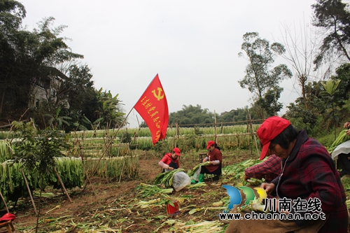 龙马潭区鱼塘街道：党员志愿服务“帮农助农”在行动(图2)