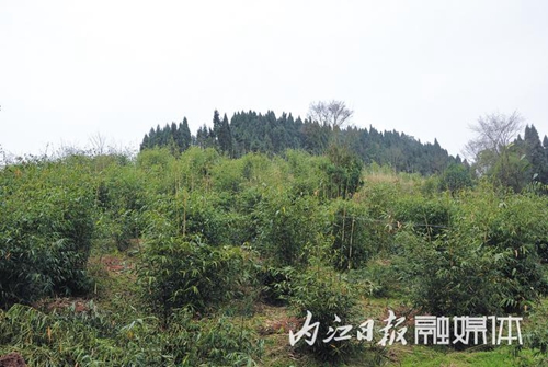 返乡创业&nbsp;内江汉子带领村民造出万亩“竹海”(图2)