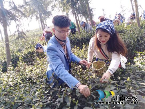 纳溪：茶山情歌飘香幸福&nbsp;网络红人助农增收(图2)