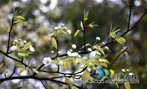 来！相约泸县云锦山&nbsp;赴梨花节听禅品茗尝美食(图1)