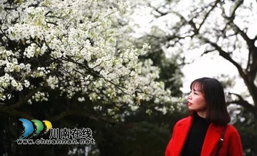 来！相约泸县云锦山&nbsp;赴梨花节听禅品茗尝美食(图2)