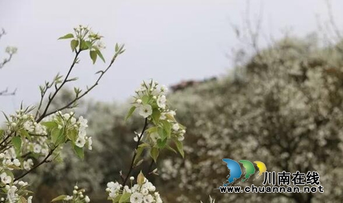 来！相约泸县云锦山&nbsp;赴梨花节听禅品茗尝美食(图4)
