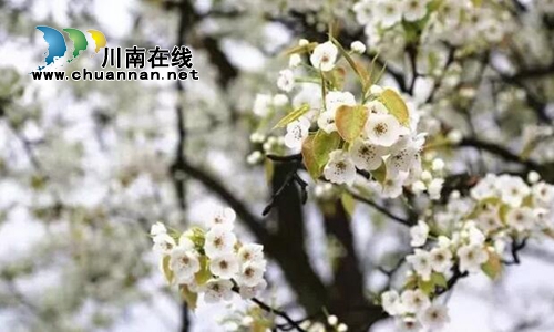 来！相约泸县云锦山&nbsp;赴梨花节听禅品茗尝美食(图3)