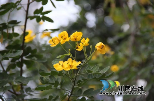 你的家乡咋拍才漂亮？西南医大中医院向您征稿(图4)