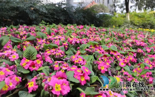 你的家乡咋拍才漂亮？西南医大中医院向您征稿(图3)