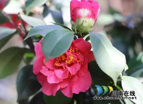 你的家乡咋拍才漂亮？西南医大中医院向您征稿(图5)