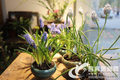 三八节“花”式宠女神 宜宾鲜花市场迎来高峰(图2) 三八节“花”式宠女神 宜宾鲜花市场迎来高峰(图2)