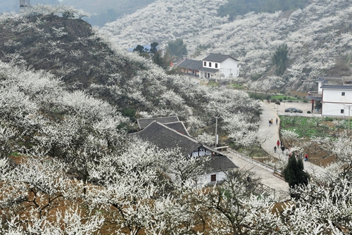 宜宾筠连11届李花节暨筠连好茶·春茶节8日开幕(图1)