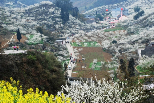 宜宾筠连11届李花节暨筠连好茶·春茶节8日开幕(图2)