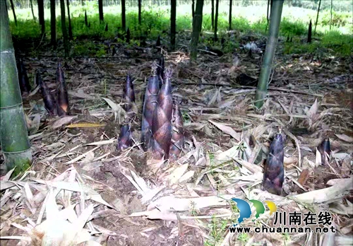 春天里约个美食鲜！16日到纳溪丰乐品尝雷笋宴(图2)