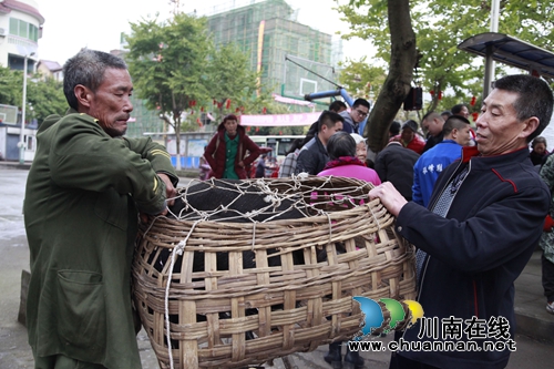 泸州市残联仔猪发放暨培训会在龙马潭区开展(图3)