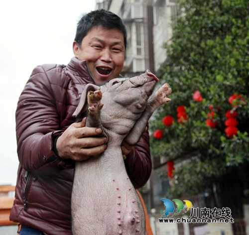 泸州市残联仔猪发放暨培训会在龙马潭区开展(图5)