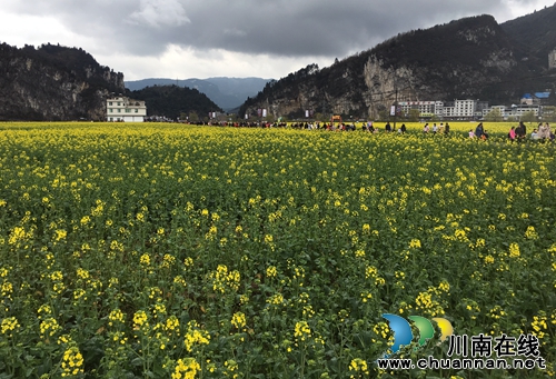 2019中国古蔺双沙菜花旅游文化开放月启动(图16)