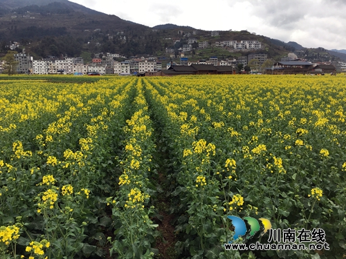 2019中国古蔺双沙菜花旅游文化开放月启动(图18)