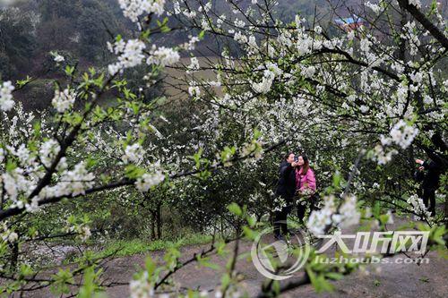 纳溪花开有“李” 为当地村民带来新商机(图1) 纳溪花开有“李” 为当地村民带来新商机(图1)