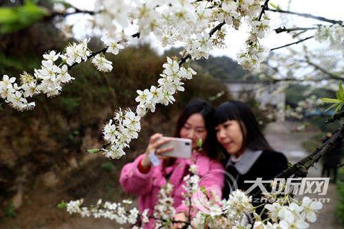 纳溪花开有“李” 为当地村民带来新商机(图2) 纳溪花开有“李” 为当地村民带来新商机(图2)