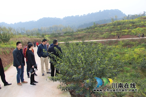 合江县参宝镇：小花椒种出致富大梦想(图1)