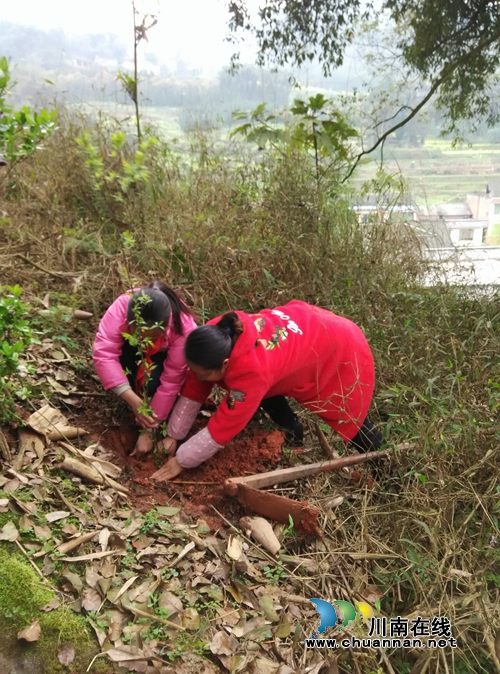 叙永县向林镇太关小学开展“植下一棵树收获万点绿”活动(图1)