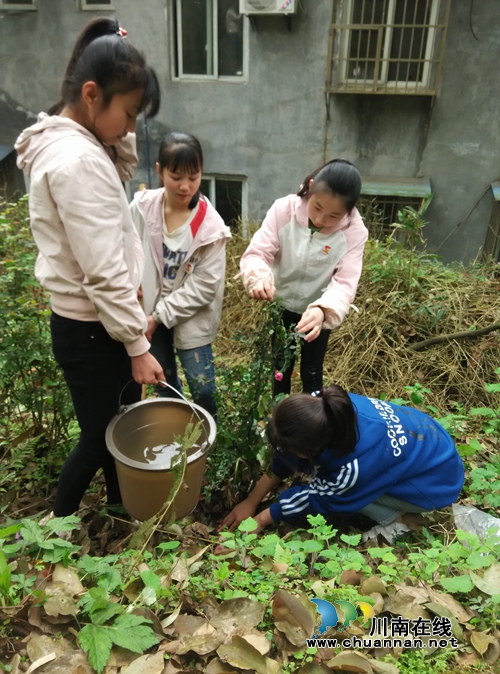 叙永县向林镇太关小学开展“植下一棵树收获万点绿”活动(图2)