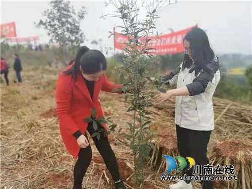绿水青山就是金山银山，江阳法院植树啦！(图5)